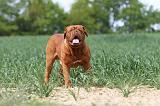 DOGUE DE BORDEAUX 033